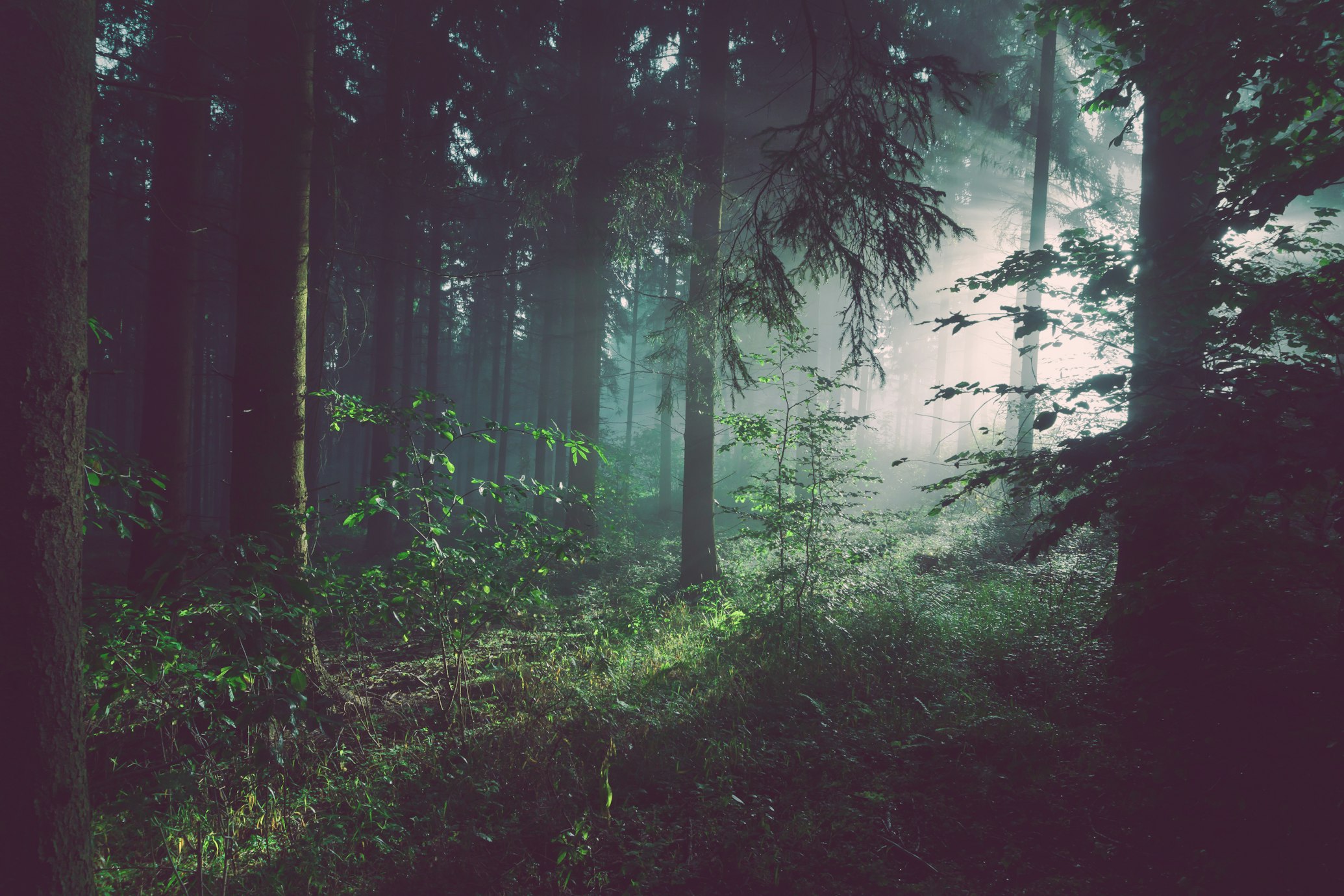 Black Forest Trails